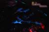 ht_091512_36_small.jpg